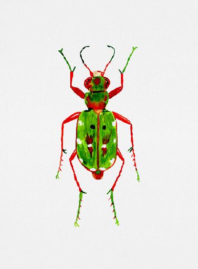 Green tiger beetle or Cicindela campestris