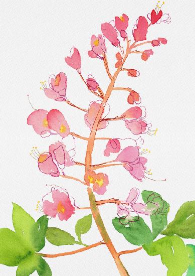 Red horse-chestnut or Aesculus × carnea with watercolor and ink