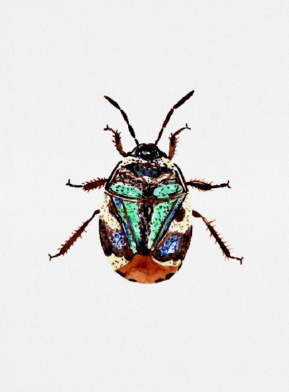 Pied shield bug or Tritomegas bicolor