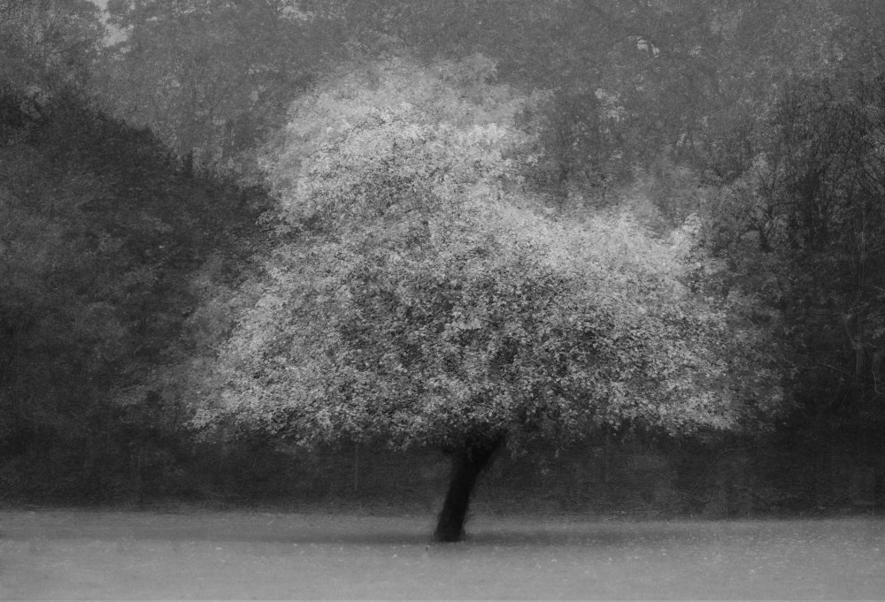 Tree magic a Katarina Holmström
