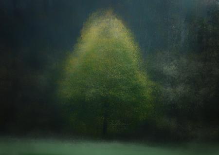 Jackdaw in the woods