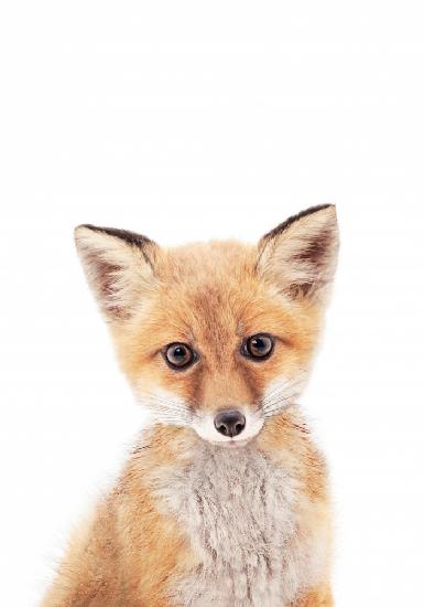 Baby Fox