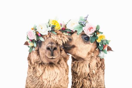 Boho Alpacas