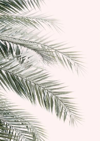 Blush Palm Leaves