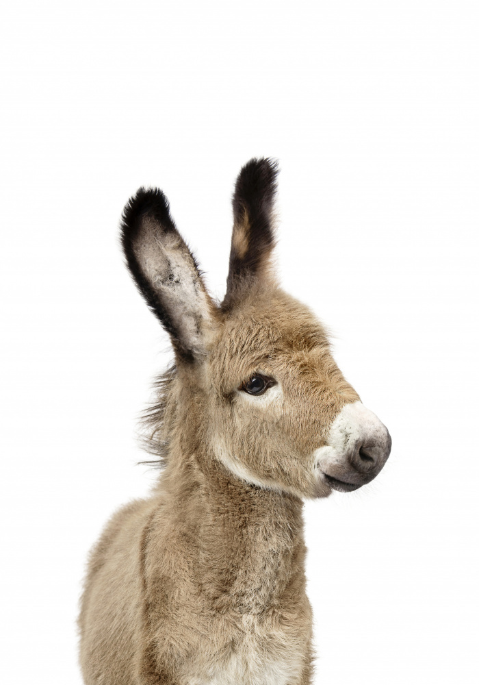 Baby Donkey a Kathrin Pienaar