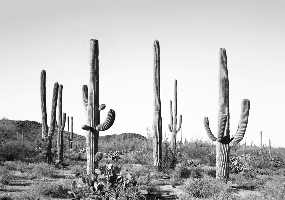 Grey Cactus Land a Kathrin Pienaar