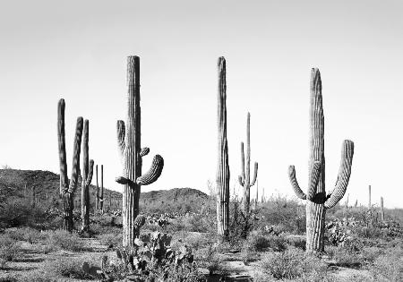 Grey Cactus Land