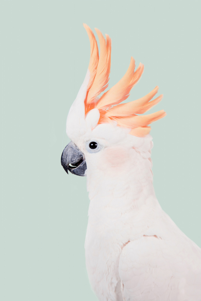 Cockatoo a Kathrin Pienaar