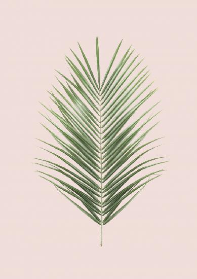 Palm Leaf Blush