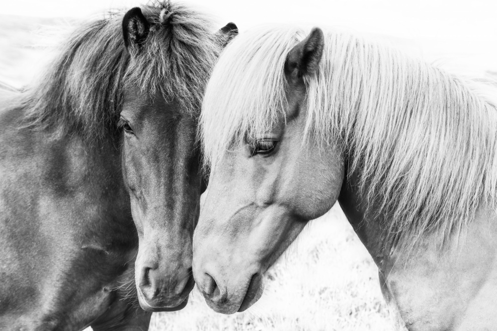 Horse Love a Kathrin Pienaar