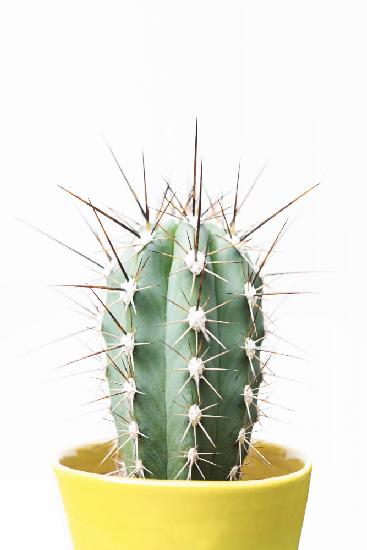 Spikey Cactus