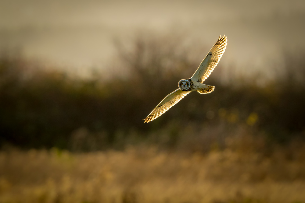 Short-eared Owl on backlit a Katsu Uota