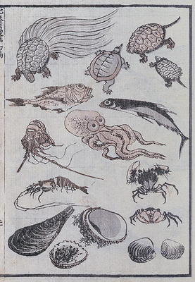 Undersea creatures, from a Manga (colour woodblock print) a Katsushika Hokusai