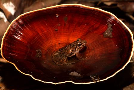 frog found in waterfilled mushroom