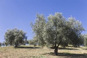 Olive trees Andalusia Spain