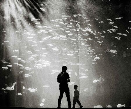 Dreaming at the Aquarium