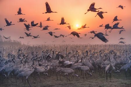 &quot;Cranes at sunrise&quot; series