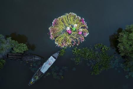 Flowers on the water