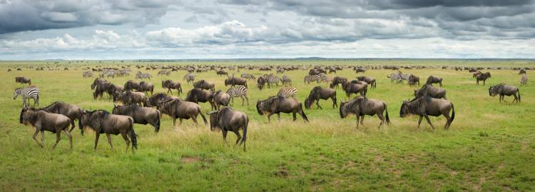 Great Migration in Serengeti Plains a Kirill Trubitsyn