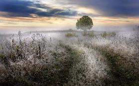 Frosty Morning