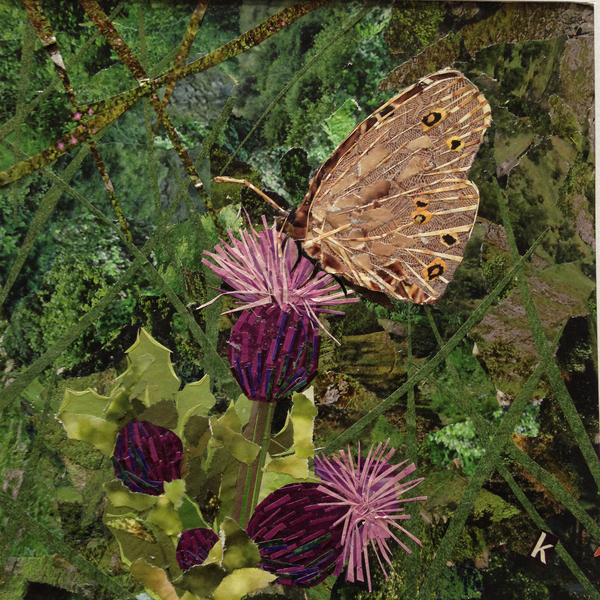 Flit - Satyr Butterfly On Thistle a Kirstie Adamson