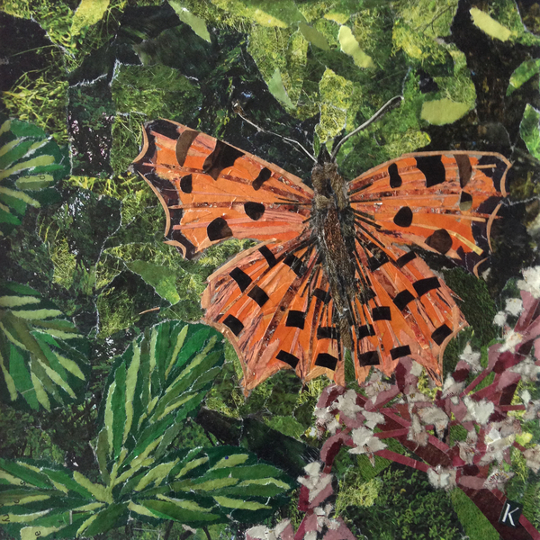 Flutter - Comma Butterfly On Japonica a Kirstie Adamson