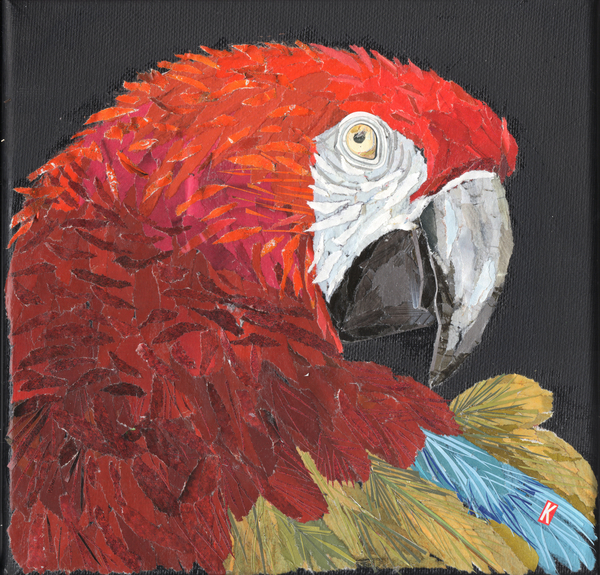 Red Macaw Parrot a Kirstie Adamson