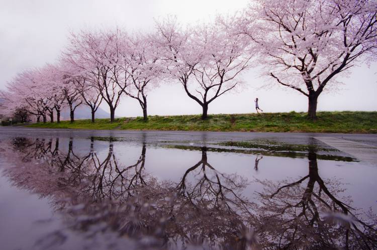 Pioggia di primavera a Kouji Tomihisa