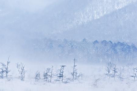 Snowstorm and young trees