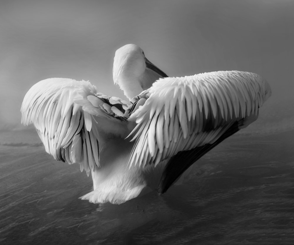 The Pelican a Krystina Wisniowska