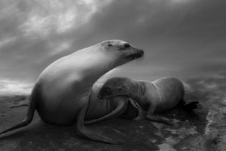 The Sea Lions Touching Moments