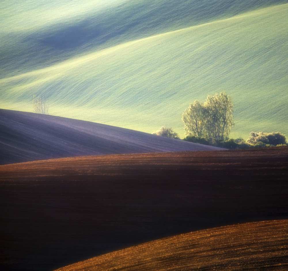 Fields... a Krzysztof Browko