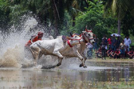 Moichara cattle race fastival