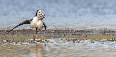 Pied Stilt 18