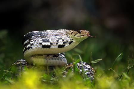 Copper-headed Trinket Snake