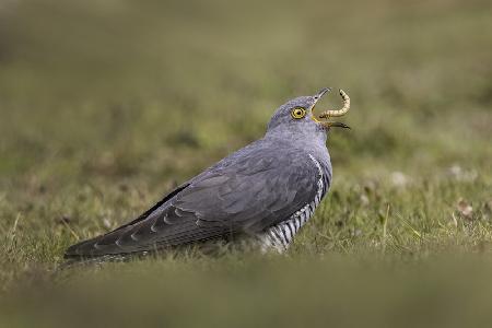 Cuckoo having lunch