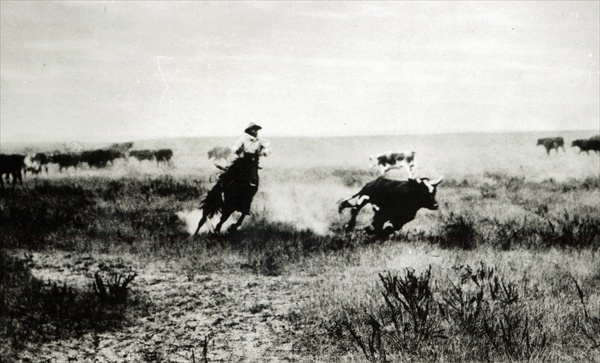 Cowboy on horseback lassooing a calf (b/w photo)  a L.A. Huffman