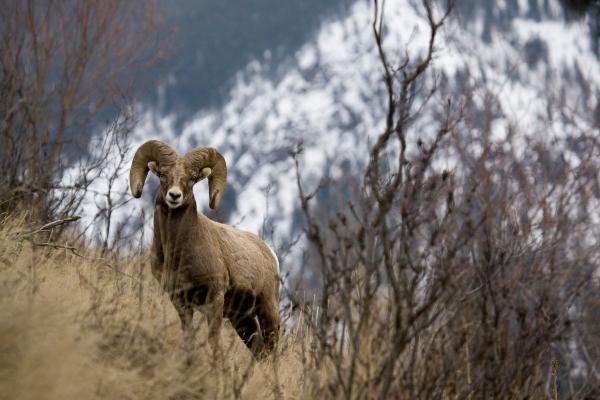 Rocky mountain bighorn sheep a Lance Lechner