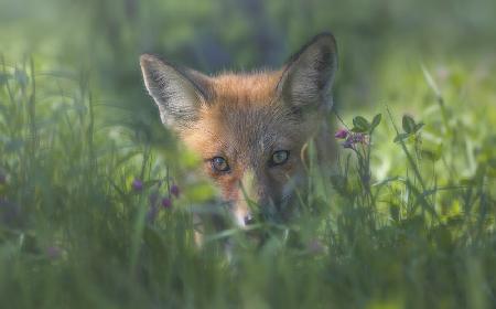 Red fox