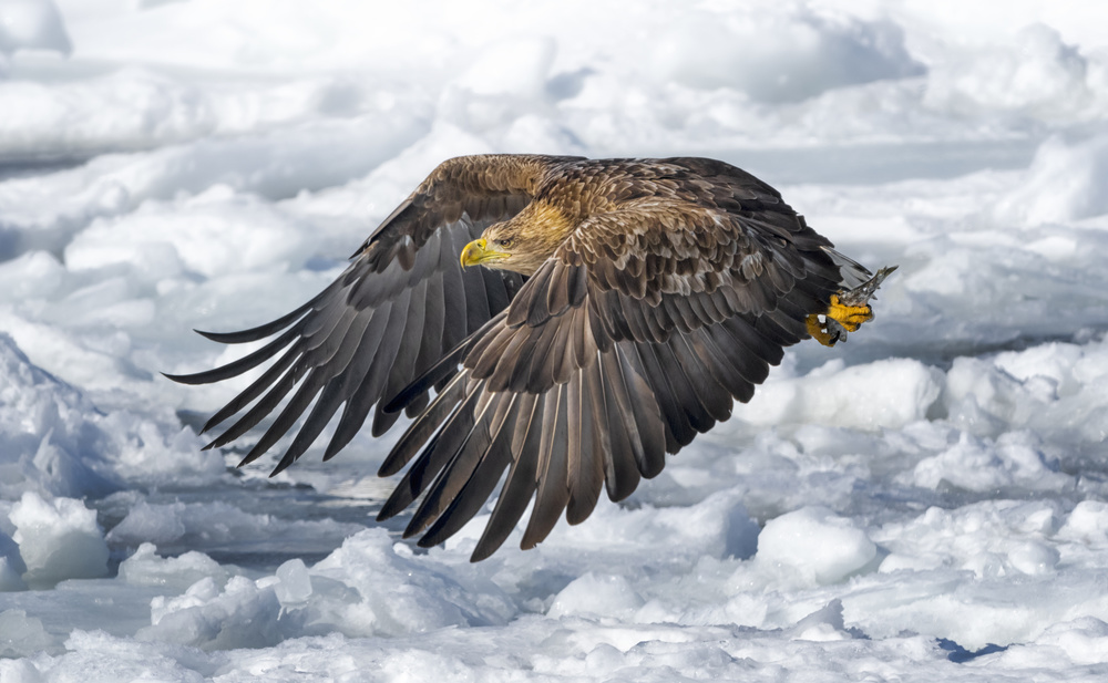 White-tailed Eagle a Larry Deng
