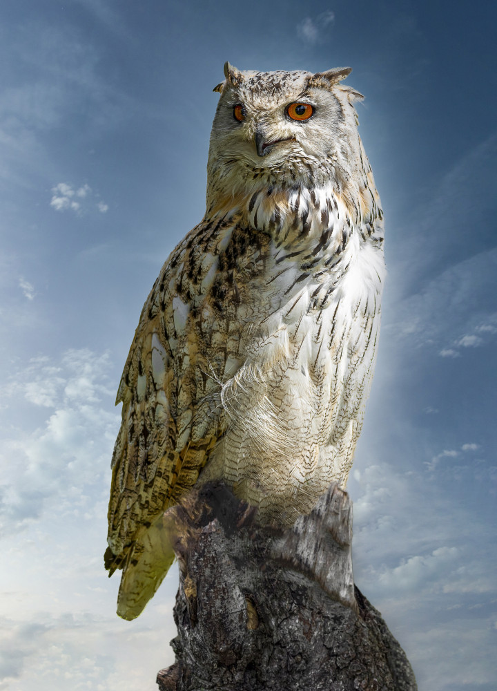 The Owl. a Laruelle Philippe