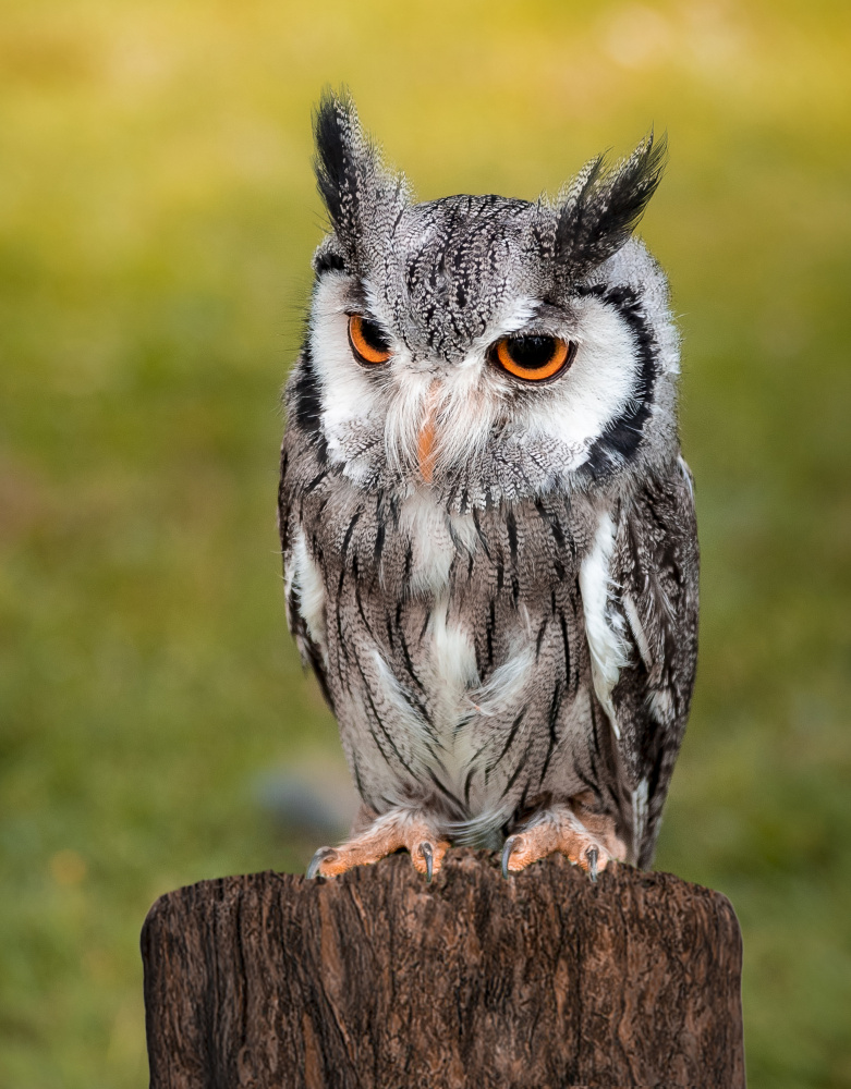 Owl a Laruelle Philippe
