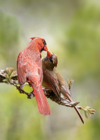 birds Kissing