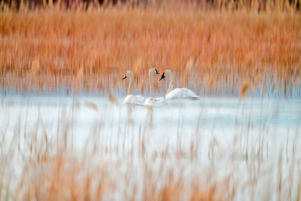Three white swans a Leanne Lei