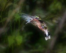 Hummingbird 1B