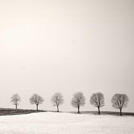 Tree Line