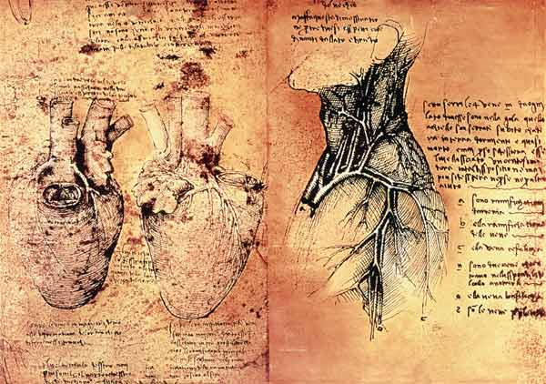 Disegni anatomici del cuore e dei vasi sanguigni, Quaderni di Anatomia vol 2; folio 3v a Leonardo da Vinci