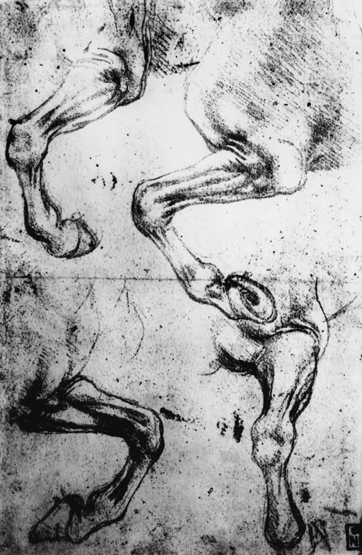 Studies of Horses legs (pen and ink on paper) a Leonardo da Vinci