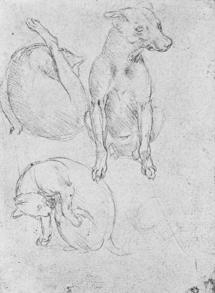 Study of a dog and a cat, c.1480 (metalpoint on paper) a Leonardo da Vinci