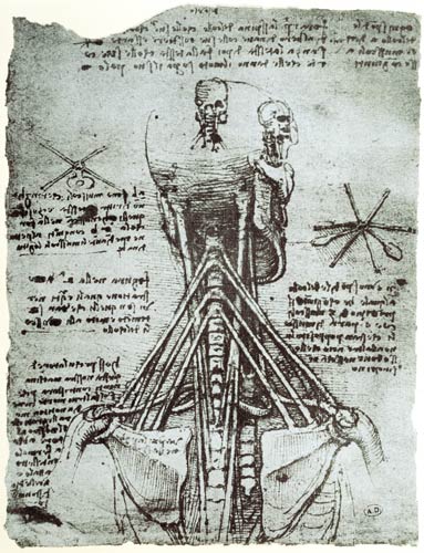 Bone Structure of the human neck and shoulder, facsimile copy  & a Leonardo da Vinci